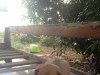  chien caniche 
