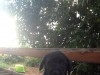  chien caniche 