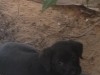 chien caniche 