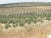 FERME A  VENDRE A  14 Km de TUNIS