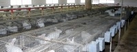 Matériel d'élevage lapins