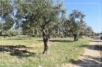 terrain a hammamet nord