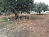 à vendre un terrain 210MD à HAMMAMET NORD 51333131