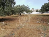 à vendre un terrain 210MD à HAMMAMET NORD 51333131