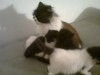 3 Chats persan ras pure agé 6 semaine 