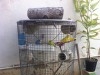  une grande cage