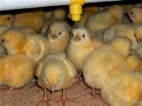 51 poussins