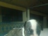 a ne pas rater 8 chiots pitbull race pure a vendre