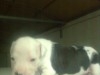 a ne pas rater 8 chiots pitbull race pure a vendre