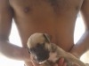 a vendre 10 chiots staff