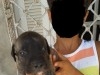 a vendre 10 chiots staff