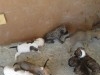 a vendre 10 chiots staff