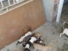 a vendre 10 chiots staff