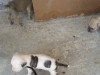 a vendre 10 chiots staff