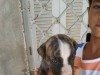 a vendre 10 chiots staff