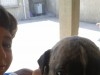 a vendre 10 chiots staff