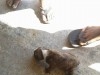 a vendre 10 chiots staff