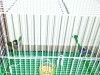 A vendre Couple Diamant de Gould + cage + nide