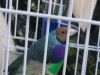 A vendre Couple Diamant de Gould + cage + nide