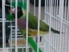 A vendre Couple Diamant de Gould + cage + nide