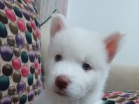 A vendre femelle Husky malamute 