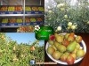 à vendre récolte pommes et poires sur pieds
