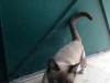 A vendre un chaton turki  