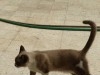 A vendre un chaton turki  