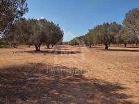à Vendre Un Terrain 90MD à HAMMAMET SUD 51333131