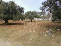 à vendre un terrain à hammamet nord 51333131