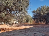 à vendre un TERRAIN à HAMMAMET SUD 51333131