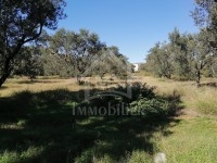 à vendre un terrain à MREZGA 51333131