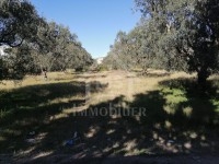 à vendre UN Terrain à MREZGA 51333131