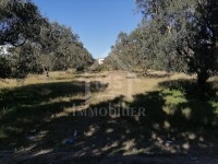 à Vendre Un Terrain à MREZGA 51333131