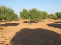 A vendre un terrain d'agriculture a djerba