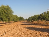 A vendre un terrain d'agriculture a djerba