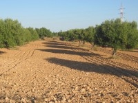 A vendre un terrain d'agriculture a djerba