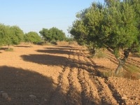 A vendre un terrain d'agriculture a djerba