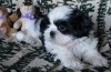 ADONNER Chiots Shih-tzu 