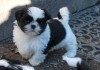 ADONNER Chiots Shih-tzu 