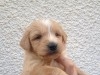 adorable chiens caniche