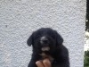 adorable chiens caniche