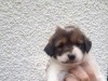 adorable chiens caniche