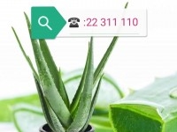 aloe vera - plante tunis - aloevera