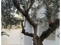 Appartement Nahrawes 2 AL1223 Hammamet Nord 