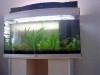 Aquarium 60cm/35cm