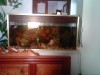 aquarium avec 11 poissons et accessoires