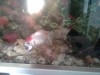 aquarium avec 11 poissons et accessoires