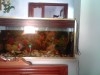 aquarium avec 11 poissons et accessoires