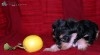 Av super chiots yorshire toy